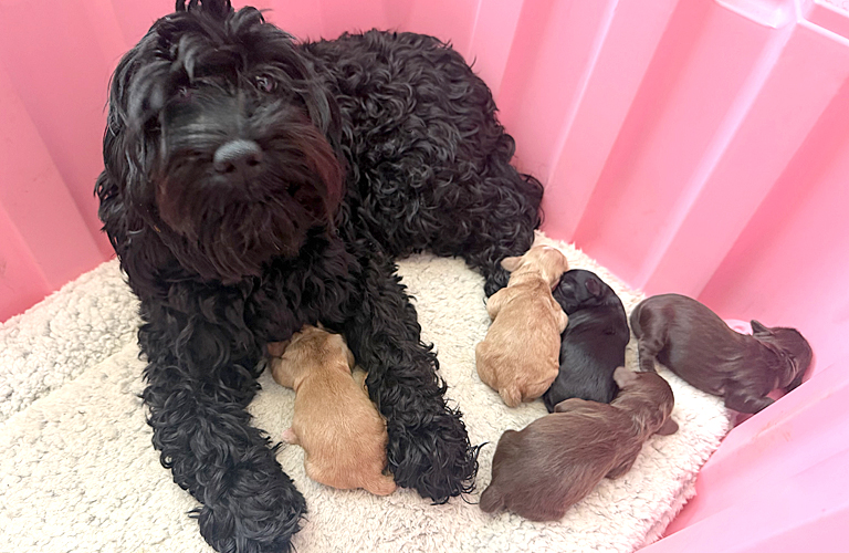 Cockapoo puppy named Dogwood