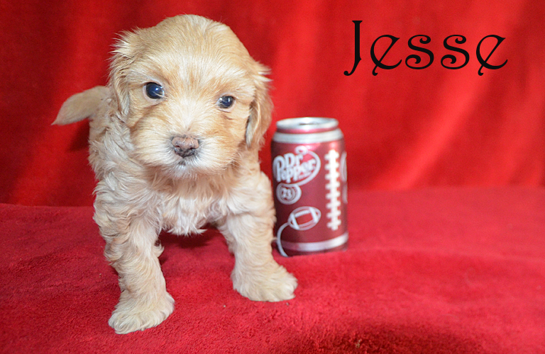 Cockapoo puppy named Jesse
