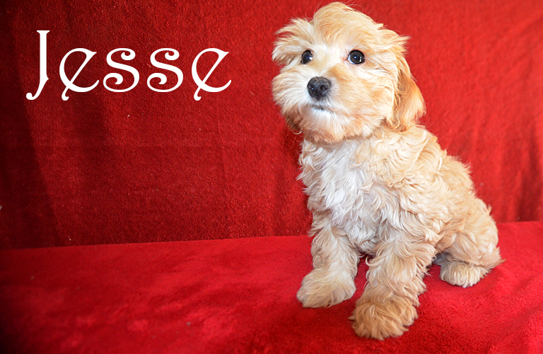 Cockapoo puppy named Jesse