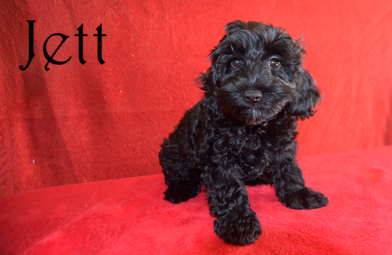 Cockapoo puppy named Jett