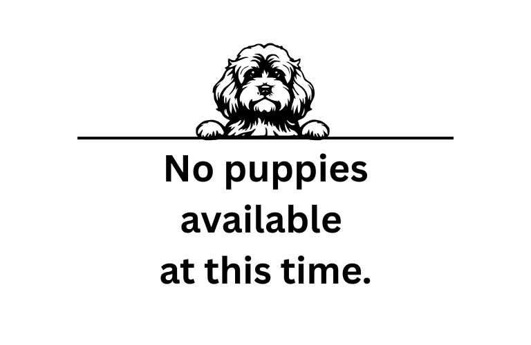 Cockapoo puppy named No Puppies - Please check back