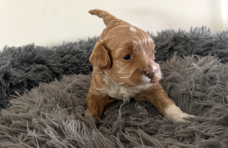 Cockapoo puppy named Reina