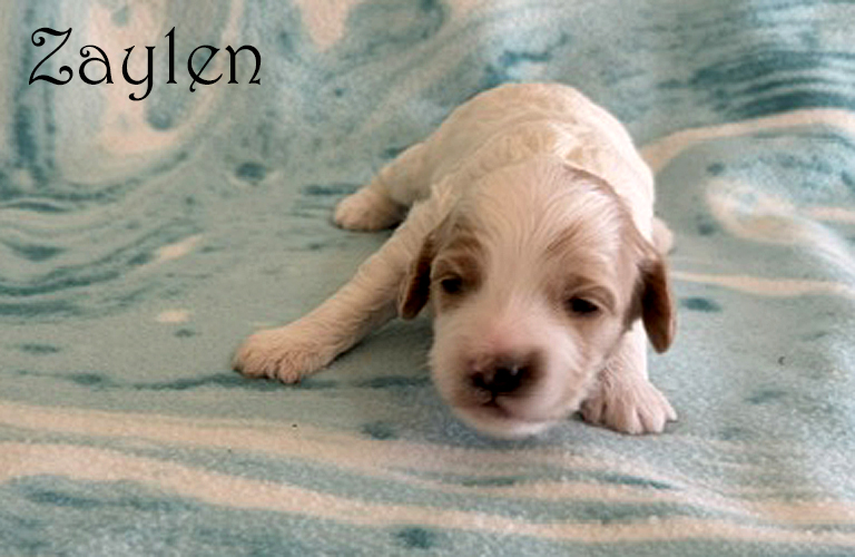 Cockapoo puppy named Zaylen
