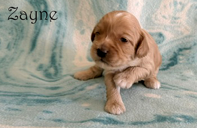 Cockapoo puppy named Zayne