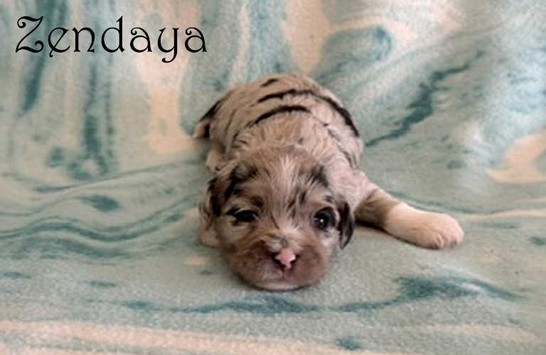 Cockapoo puppy named Zendaya