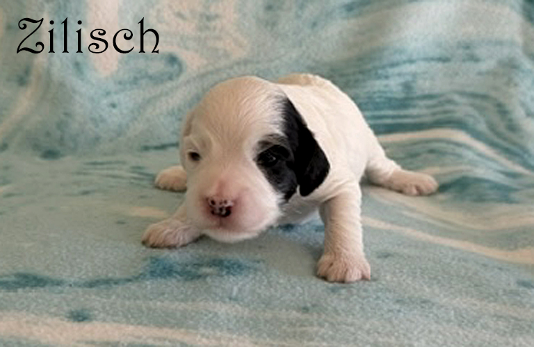 Cockapoo puppy named Zilisch